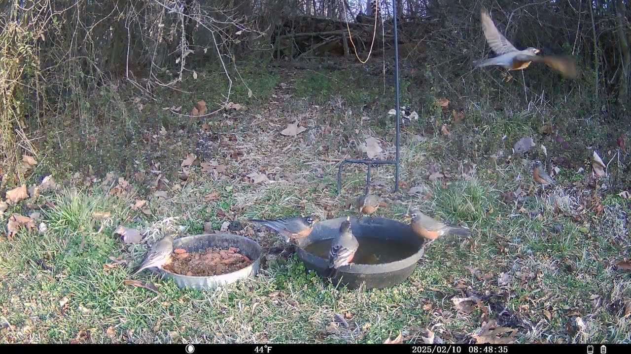 Trail Cam 2026 FEB 10