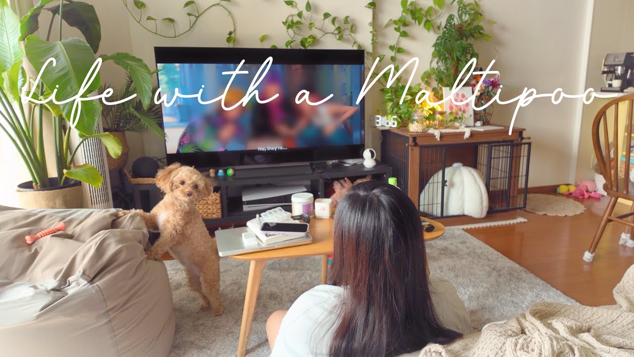Life with a Maltipoo 🧸 Saturday vlog 🐾🧹🍈🐶🛒🤎