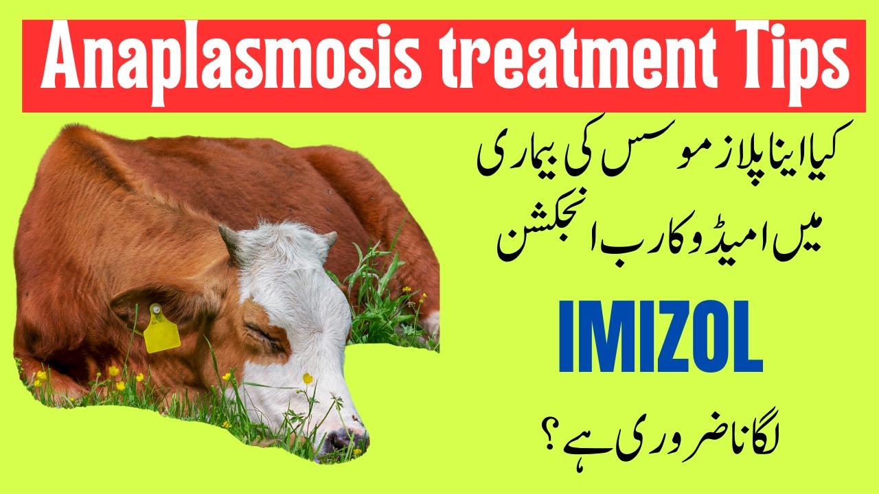 Anaplasmosis in Cattle: Effective Treatment Without Imidocarb Dipropionate Injection