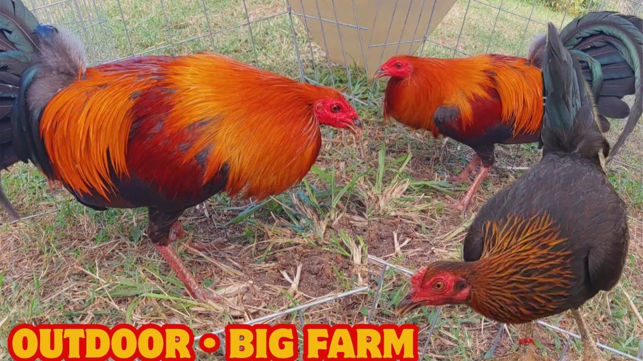 Brownred McLean - Feeding Time Shape Chicken Coop Outdoor JOSE GAMEZ Farm