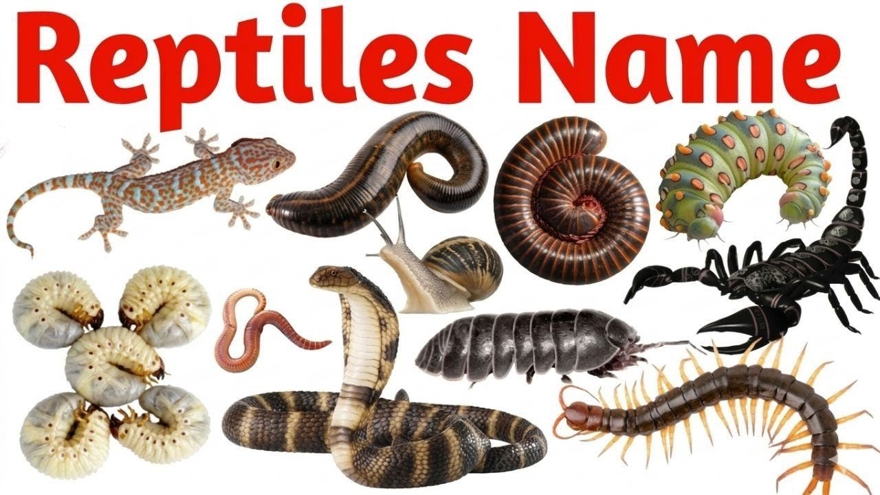 20 Reptiles Name in English | Learn Reptile Animals for Kids with Pictures Sounds | Animal Learning 