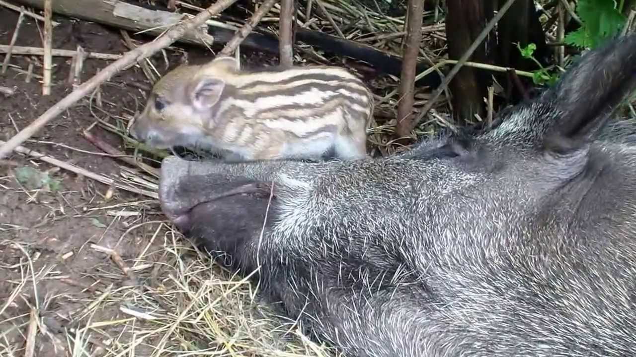 Wild boar piglets - little fighters