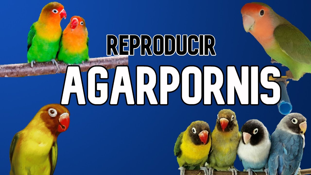 Trucos para Reproducir Agarpornis | Aves y Más.