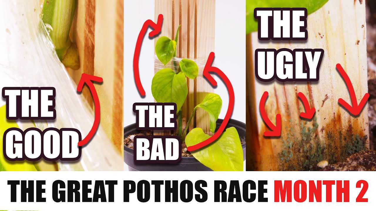 THE GREAT POTHOS RACE Month 2