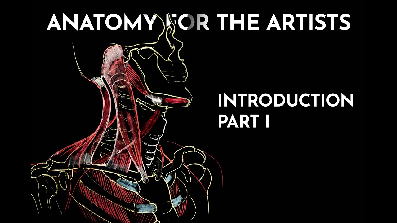 Анатомия для художников - введение, часть I