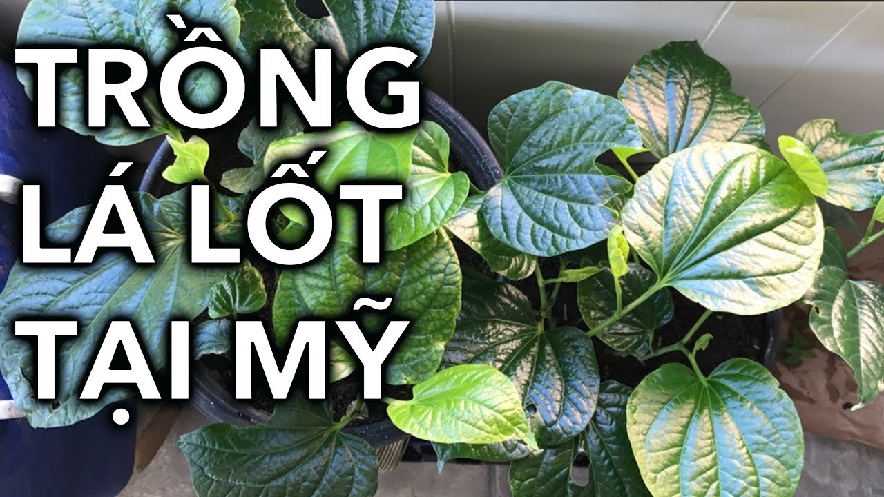 CÁCH TRỒNG LÁ LỐT TO khổng lồ TẠI MỸ 100% ORGANIC | Online Courses