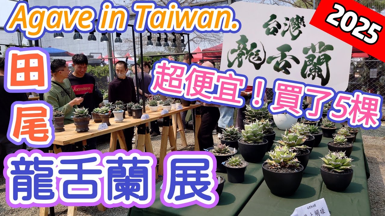 [跟著阿郁逛]臺灣龍舌蘭展覽植物市集#taiwan#agave#bonsai#龍舌蘭#植物#彰化#田尾#caudex#塊根植物#塊根#多肉植物#多肉#盆栽#園藝#plants#exhibition#花