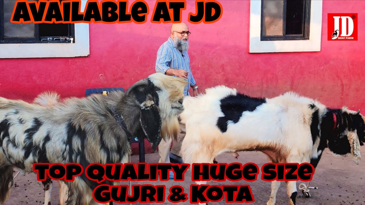 Top Quality Huge Size Gujri and Kota ! Available at JD Goat Farm 