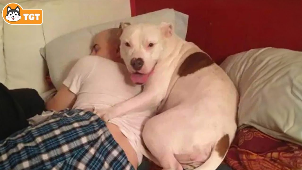 When Your Dogs as Your Daily Dose of Joy😄🐶 Funny Dog Videos 2025 #3