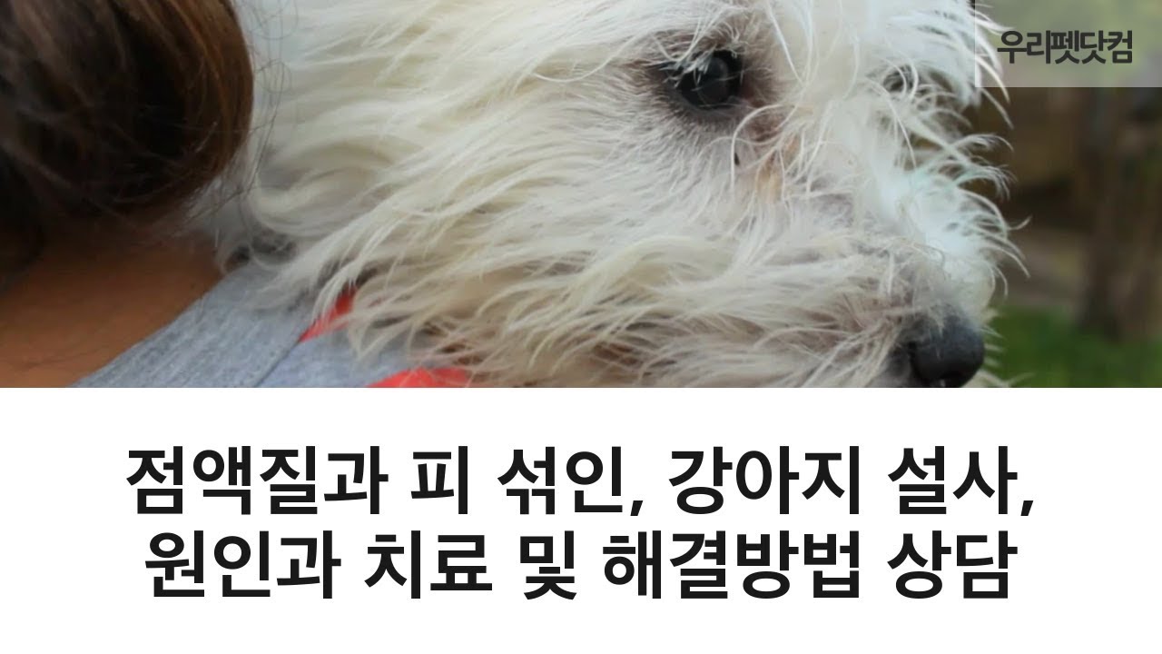 점액질과 피 섞인 강아지 설사 원인과 치료 및 해결방법 상담