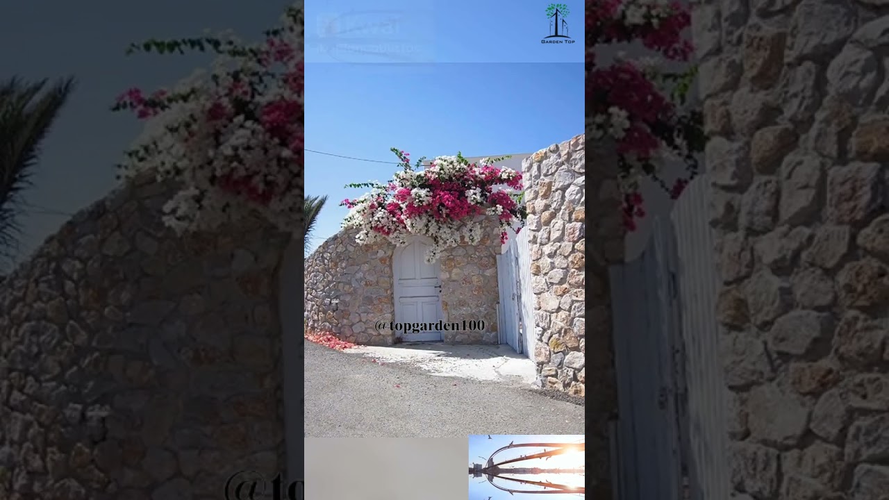 Como hacer un Muro de Buganvillas? #plantas #jardines #jardindeflores #jardineras #flores #garden