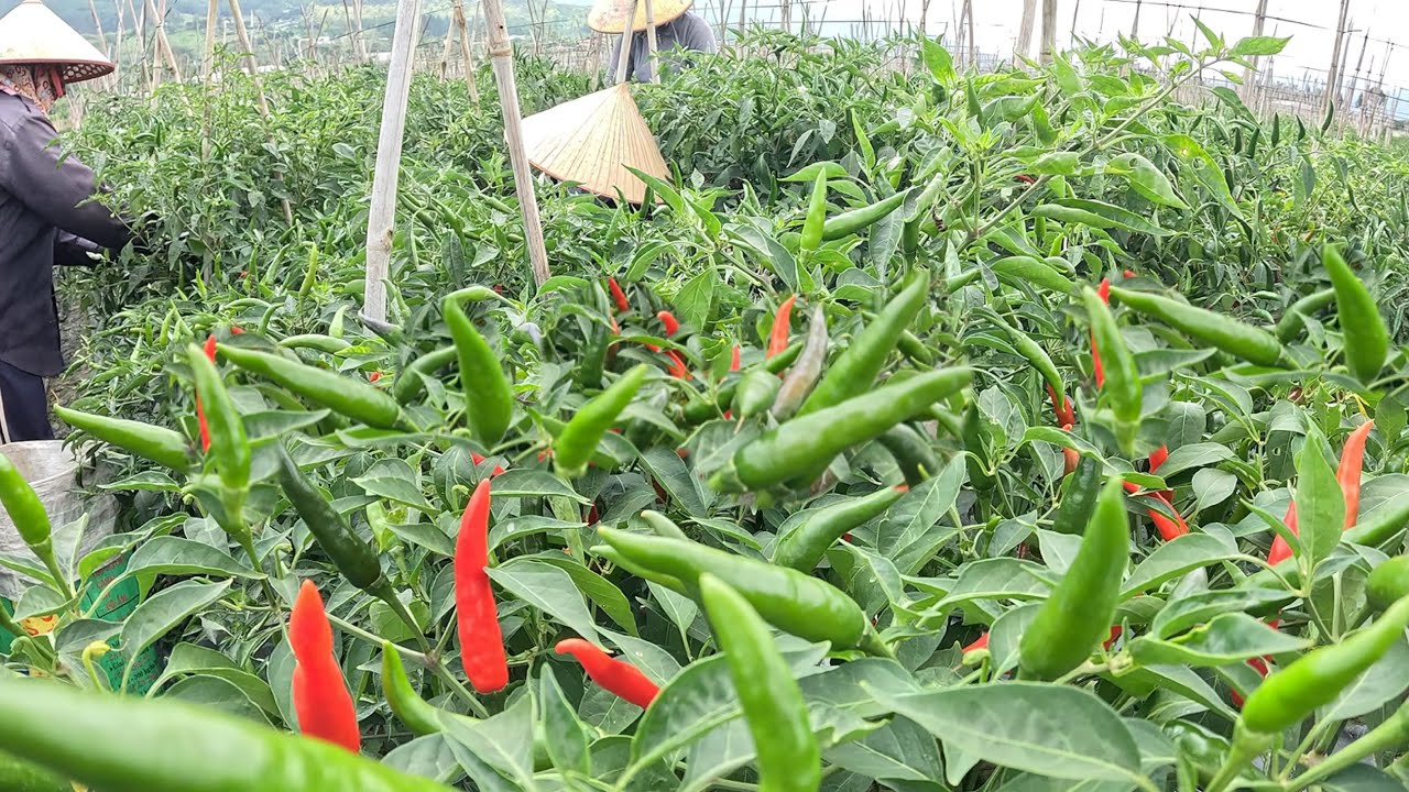 ỚT SEN HỒNG, giống ớt cho năng suất cao, được trồng ở xã Hiệp Thạnh-Tỉnh Lâm Đồng.
