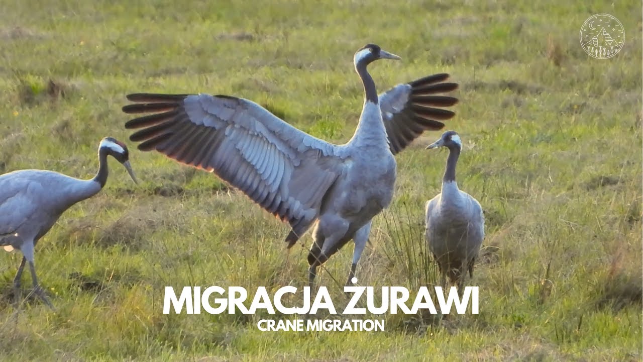 Żurawie - migracja (lektor pl)  | Cranes - migration