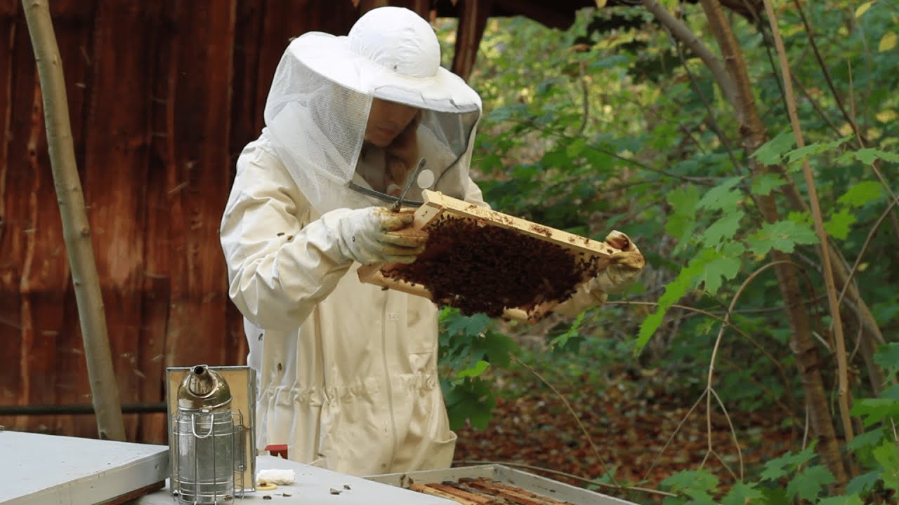 Das kleine Einmaleins der Imkerei - Der Einstieg