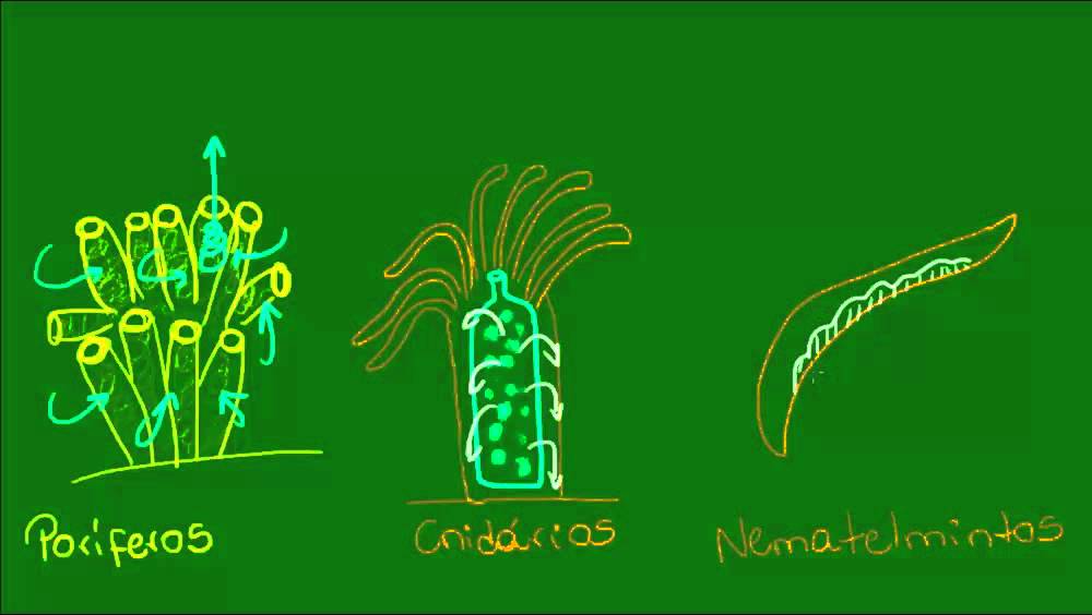Sistemas circulatórios - Zoologia - Biologia