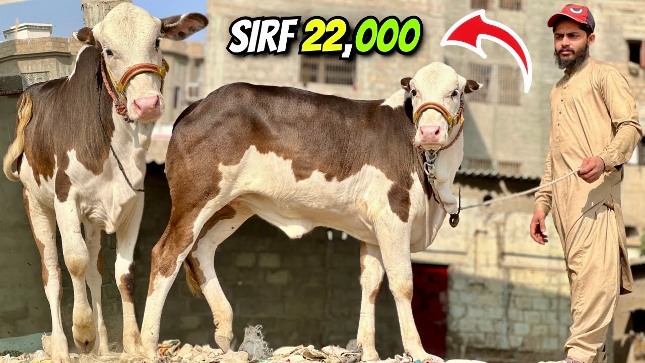 Qurbani 2026 Ka Mal Sirf 22,000! 😱 | Cow Baby Rates Ne Karachi Mandi Ko Open Challenge De Diya 🐄🔥 