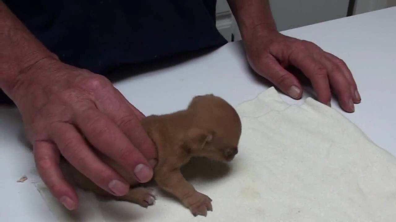 The Shaking Chihuahua Puppy