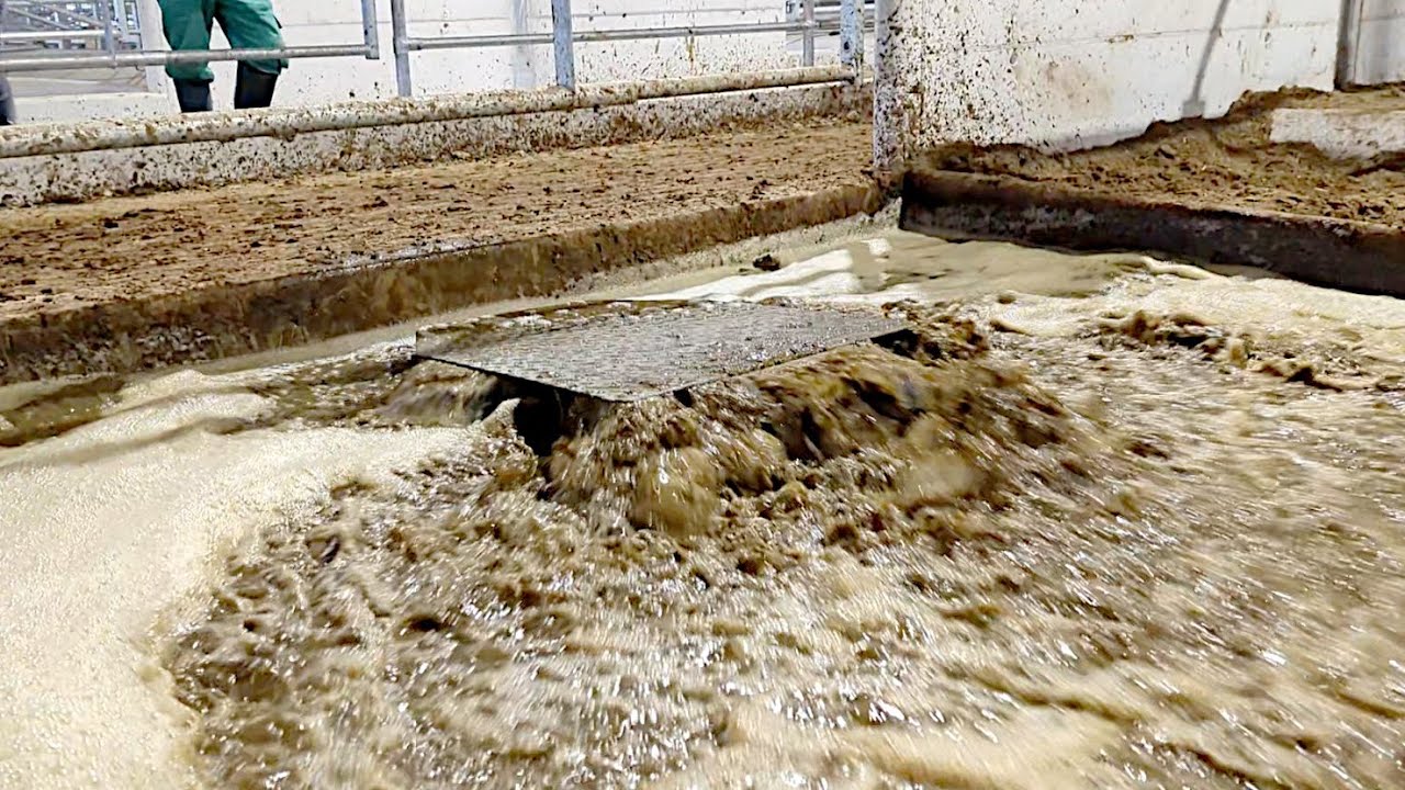 Kuhstall Flushsystem Cowbarn flushing