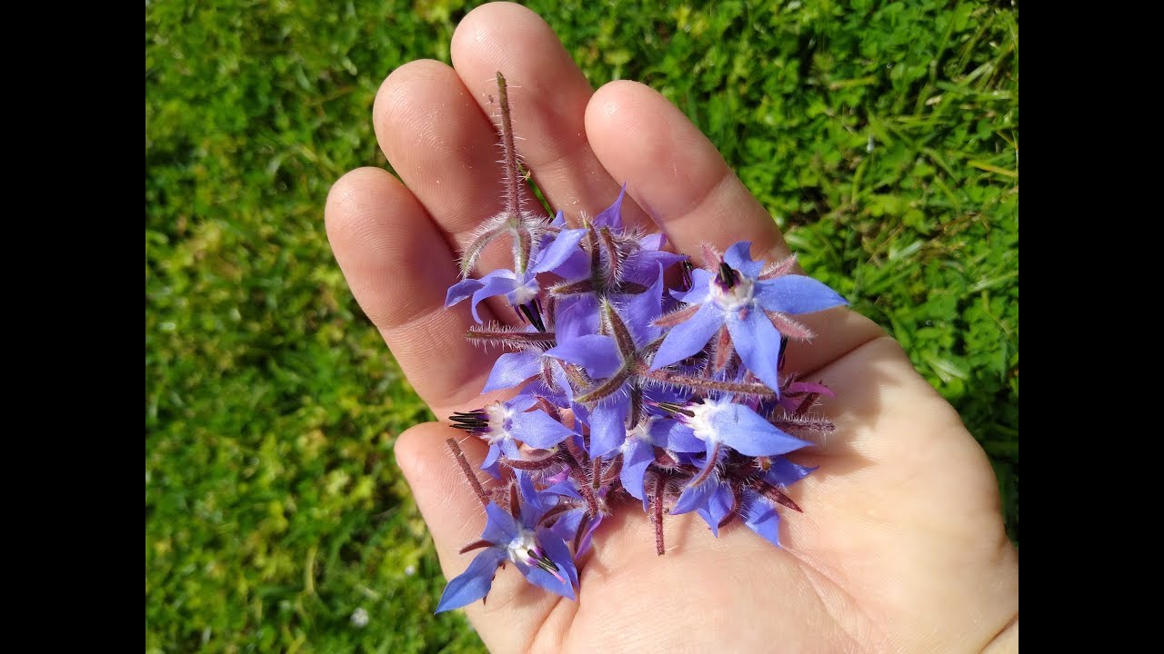 Growing Borage and companion planting disadvantage
