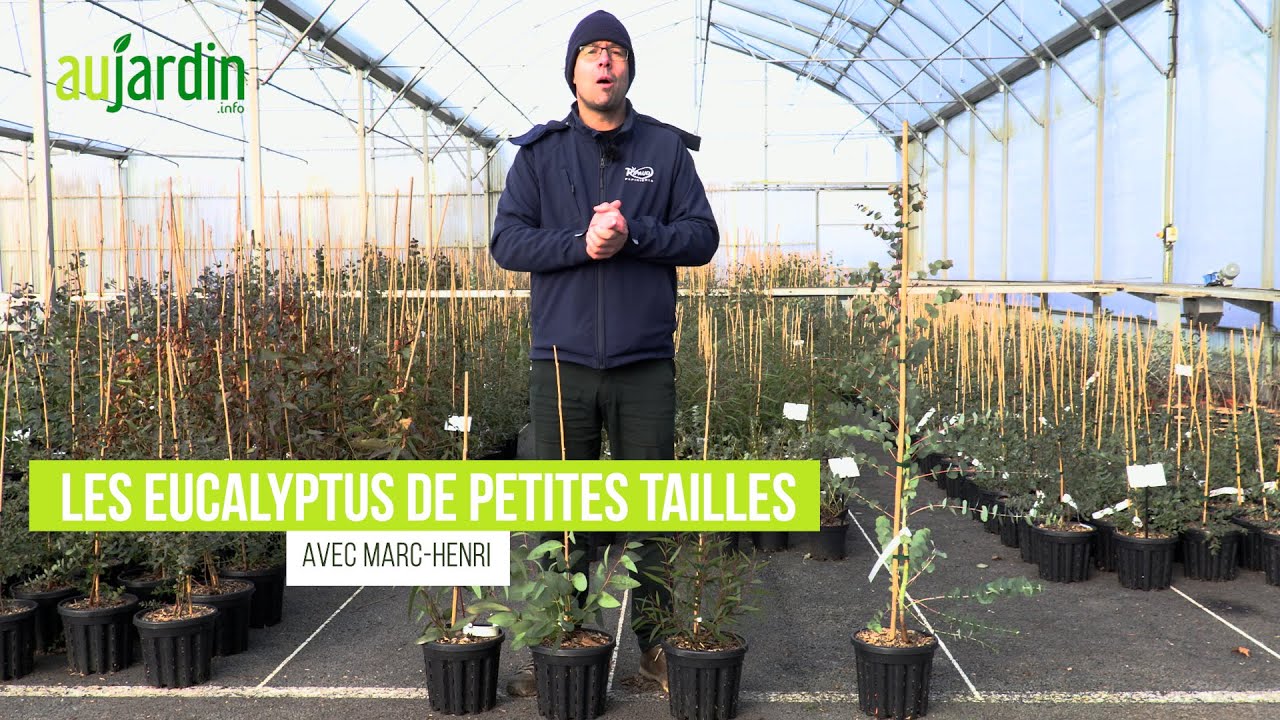 Des EUCALYPTUS NAINS RUSTIQUES pour les PETITS JARDINS
