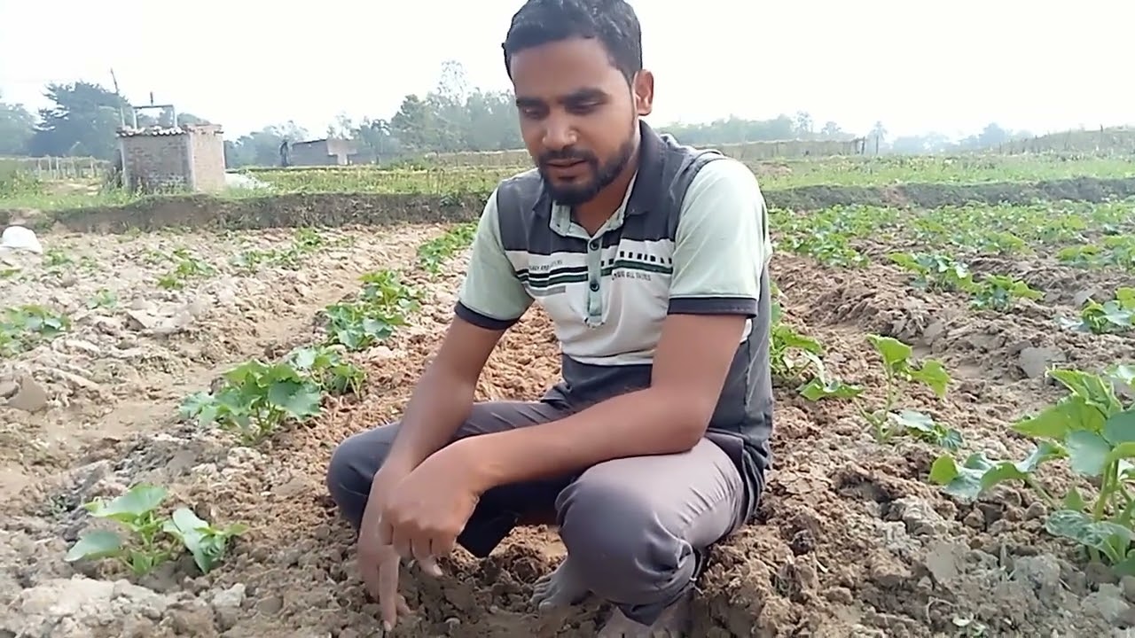 শসা গাছে সারা মাটি কি রাসায়নিক দিয়ে দেবো দেখি