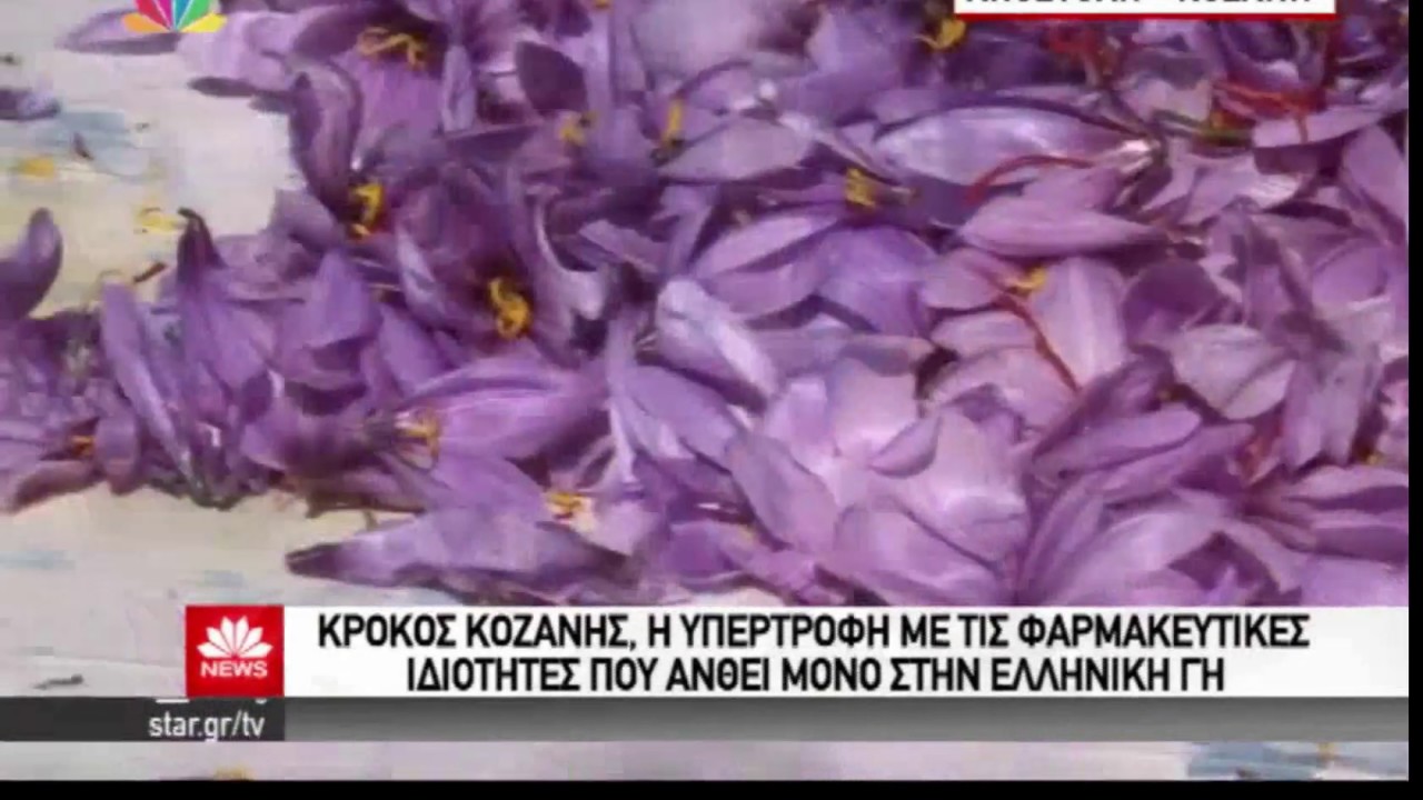 &Kappa;&rho;ό&kappa;&omicron;&sigmaf; &Kappa;&omicron;&zeta;ά&nu;&eta;&sigmaf;, &eta; &upsilon;&pi;&epsilon;&rho;&tau;&rho;&omicron;&phi;ή &mu;&epsilon; &tau;&iota;&sigmaf; &phi;&alpha;&rho;&mu;&alpha;&kappa;&epsilon;&upsilon;&tau;&iota;&kappa;έ&sigmaf; &iota;&delta;&iota;ό&tau;&eta;&tau;&epsilon;&sigmaf;