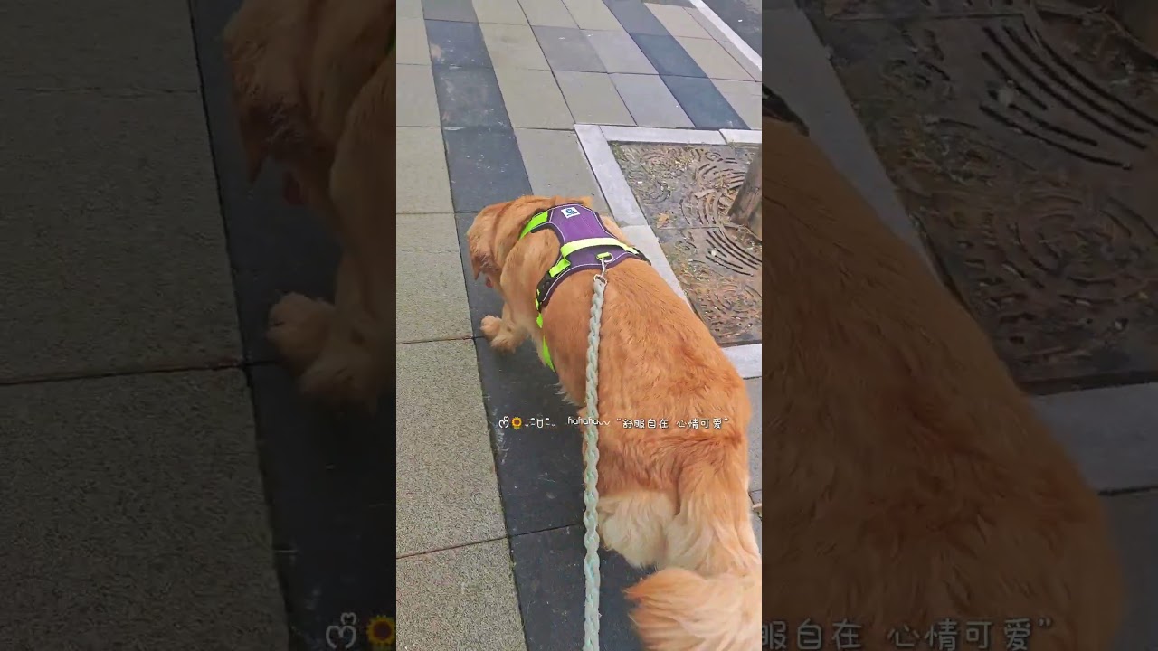 #goldenretriever