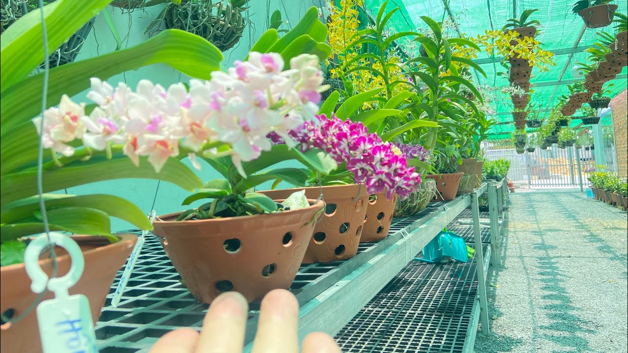 C&aacute;ch Chăm S&oacute;c Hoa Lan Khỏe Mạnh,Ra B&ocirc;ng Quanh Năm ! Combo 5