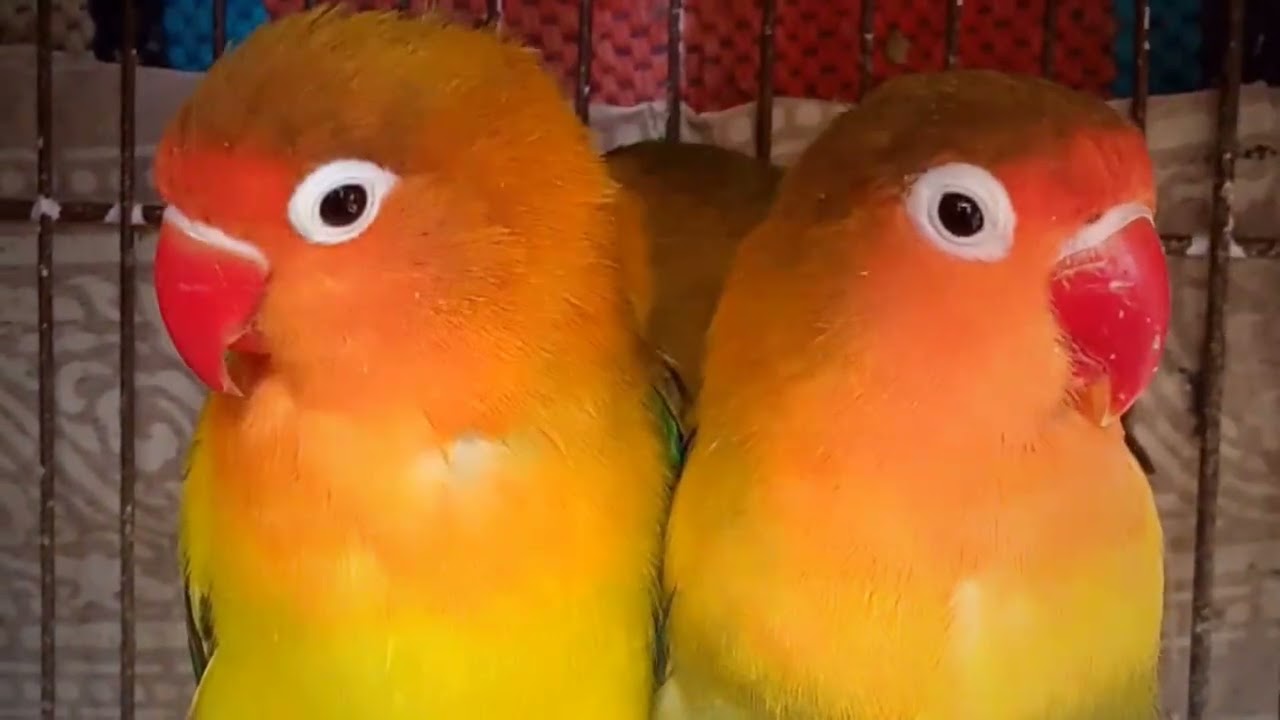 #Lovebirds#trending#pets#love#birds#foryou #likeandsubscribe #breedingpair #parrot 
