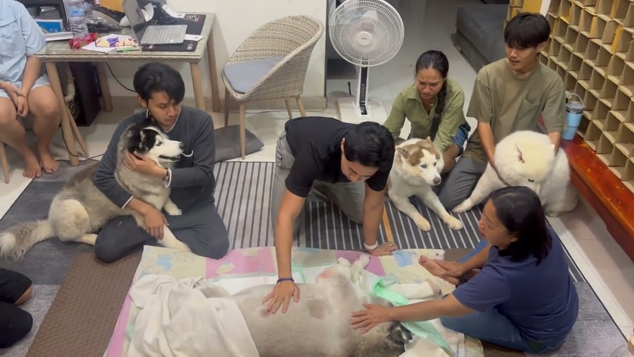 แจ้งข่าวแฟนคลับทางยูทูปตอนนี้น้องข้าวสากเสียแล้วนะครับ