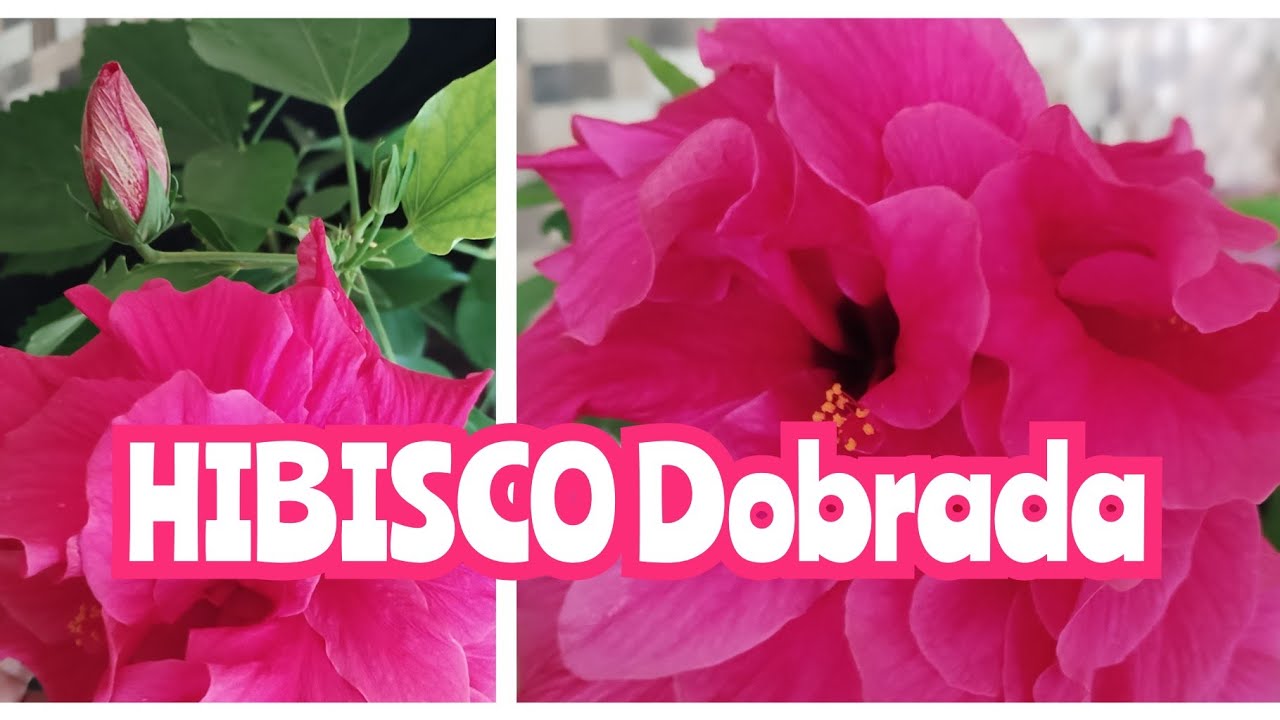 Planta Hibisco Dobrada  .Encantada com a beleza dessa flor🌺🌺🌺.