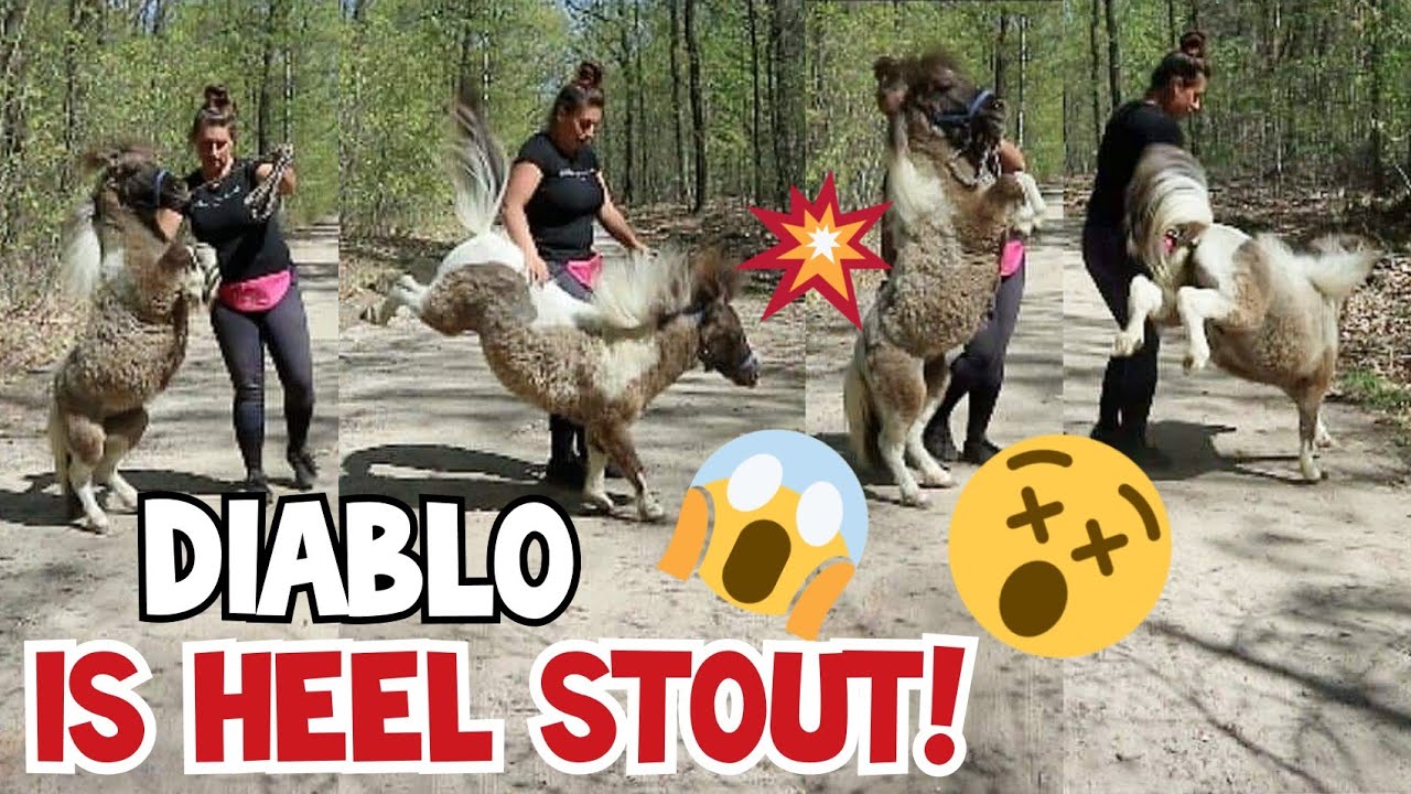 STEIGEREN, BIJTEN, BOKKEN.. OP HOL! || Diablo update #4