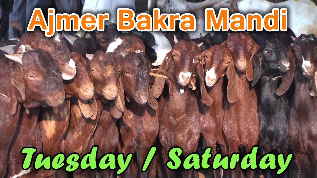 Ajmer Bakra mandi | Best market to buy sirohi breed goats