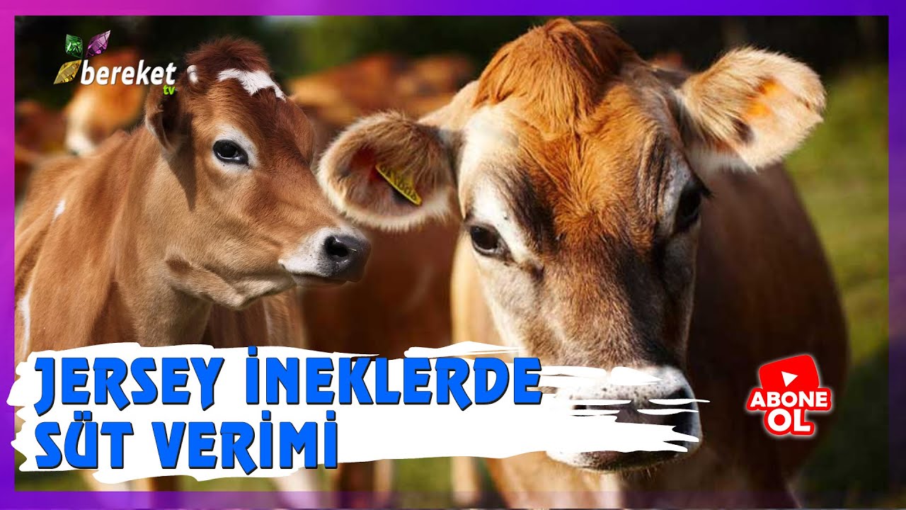 Benim Çiftliğim - Jersey İneklerde Süt Verimi