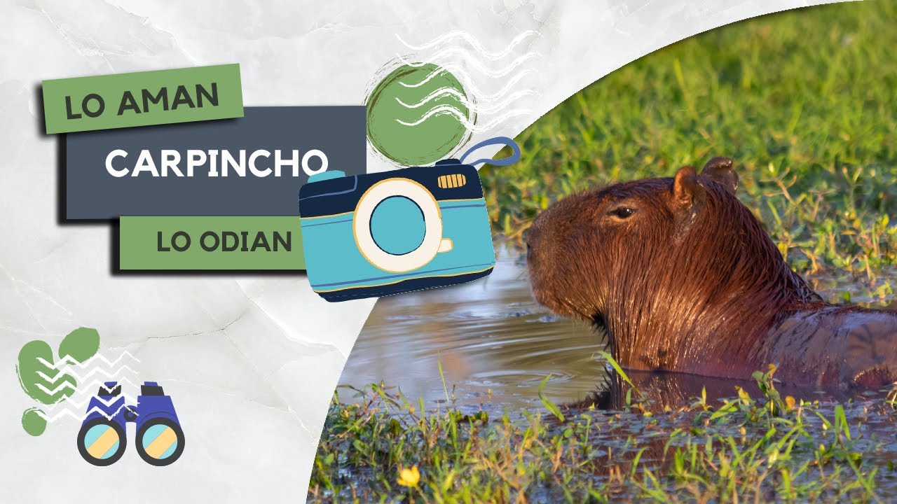 El ANIMAL m&aacute;s pol&eacute;mico de la ARGENTINA &ndash; El CARPINCHO (Hydrochoerus hydrochaeris) &ndash; FAUNADEX #9