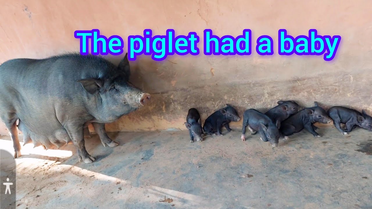 The piglet has a baby ।। Feeding milk to the piglet ।। pig video ।