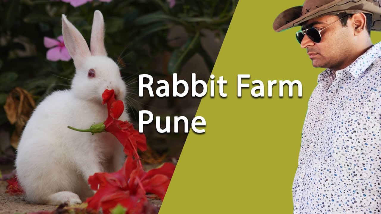 Rabbit Farm in Pune I Rajhans Duck  Breed