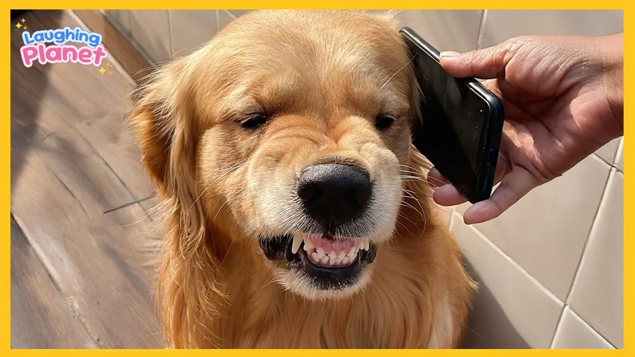 Dogs Being the Real Comedy Kings 😂 | Funniest Animal Videos 2026
