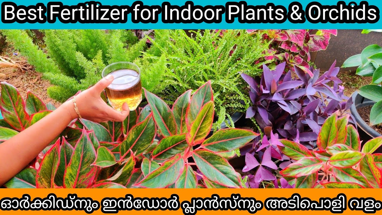 Seaweed Fertilizer for Indoor Plants & Orchids | ഓർക്കിഡ് ഇൻഡോർ ചെടികൾ തഴച്ചു വളരാൻ അടിപൊളി വളം