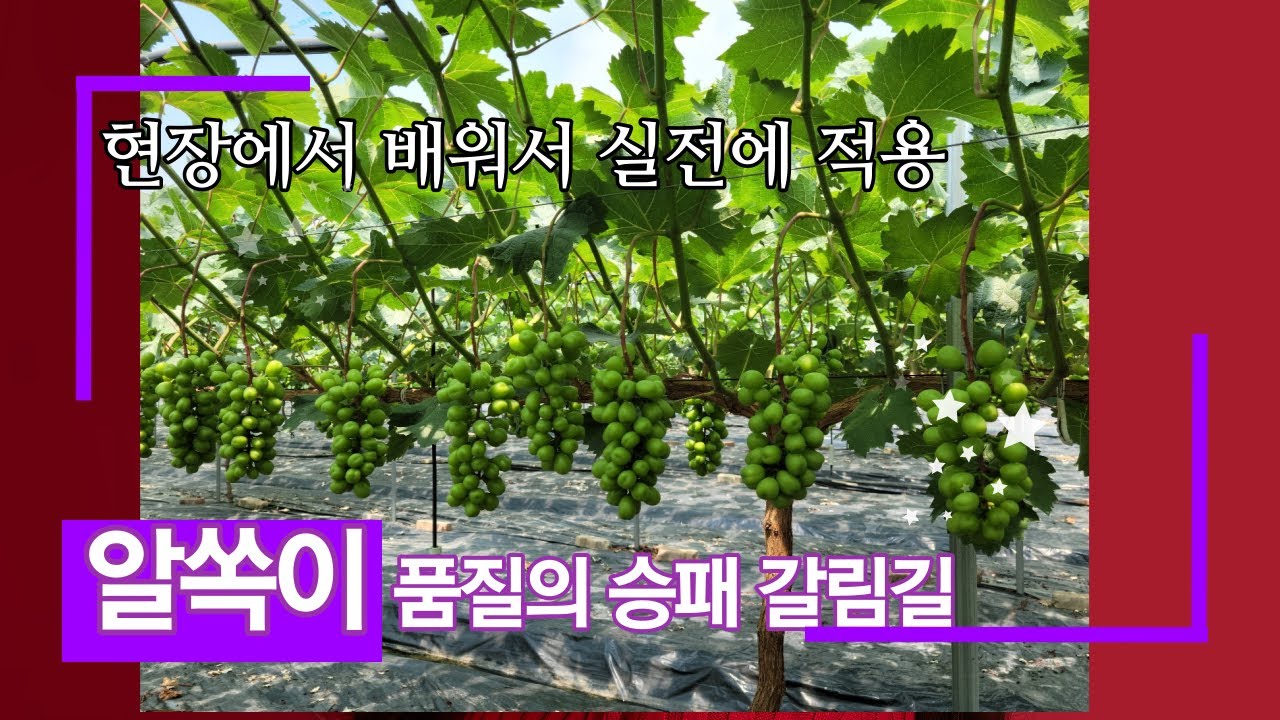 고품질 샤인머스켓 알솎이