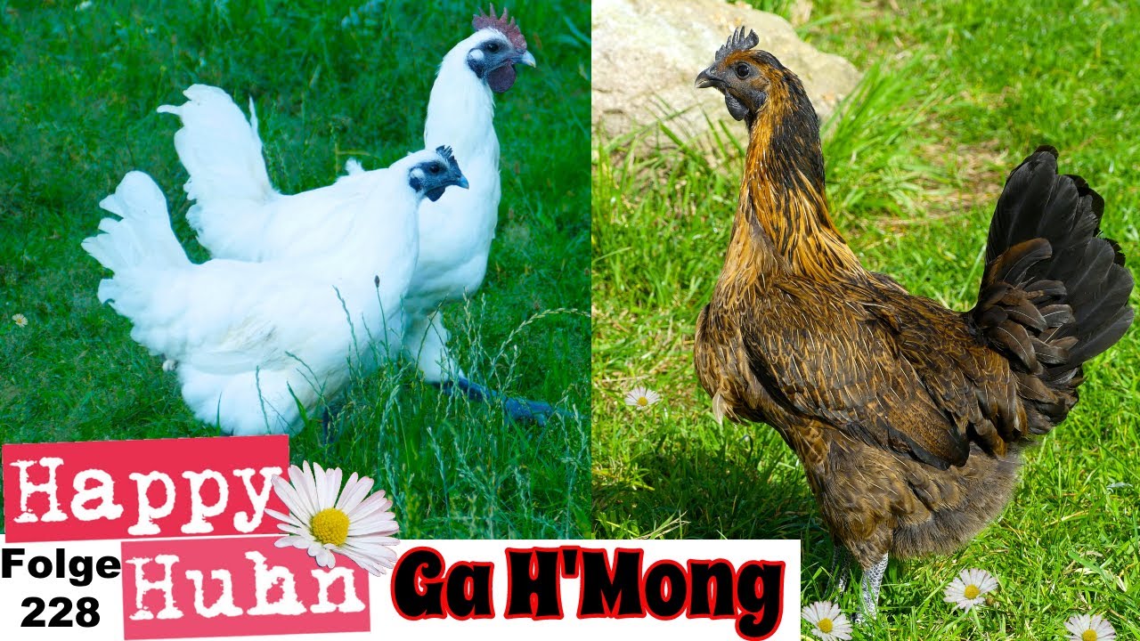 Ga H'Mong Hühner - Eine besondere Hühnerrasse aus Vietnam im Rasseportrait bei HAPPY HUHN E 228