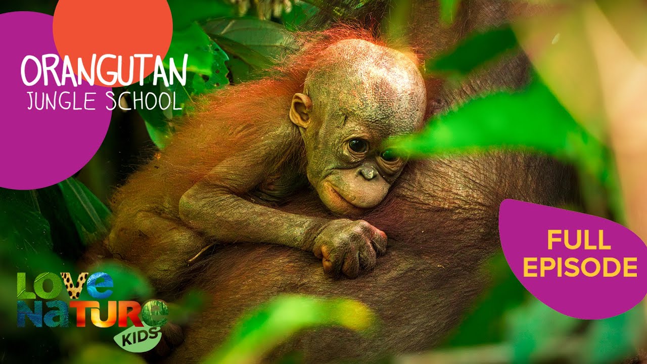 Beni's Enemy | Orangutan Jungle School 303+304