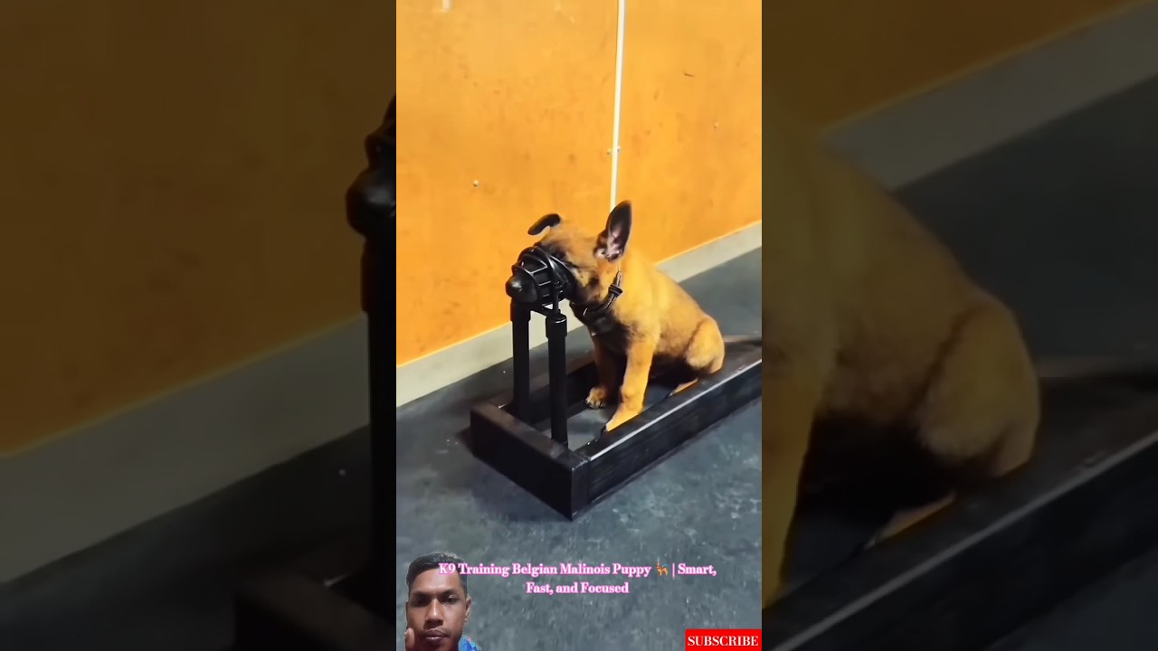 Дрессировка щенка бельгийской малинуа 🐕‍🦺 | Умный, быстрый и сосредоточенный 