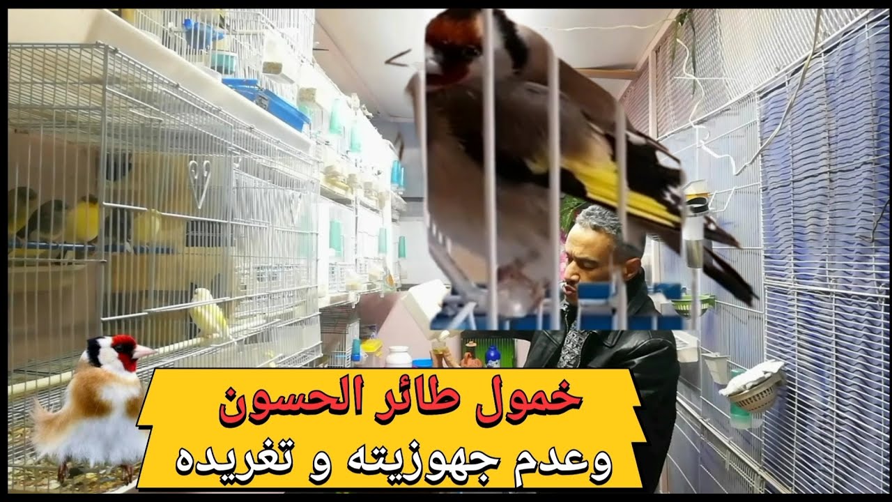 #خمول #طائر #الحسون وعدم تغريده وجهوزيته هو اهمال لمرض بسيط يتطور الا قاتل