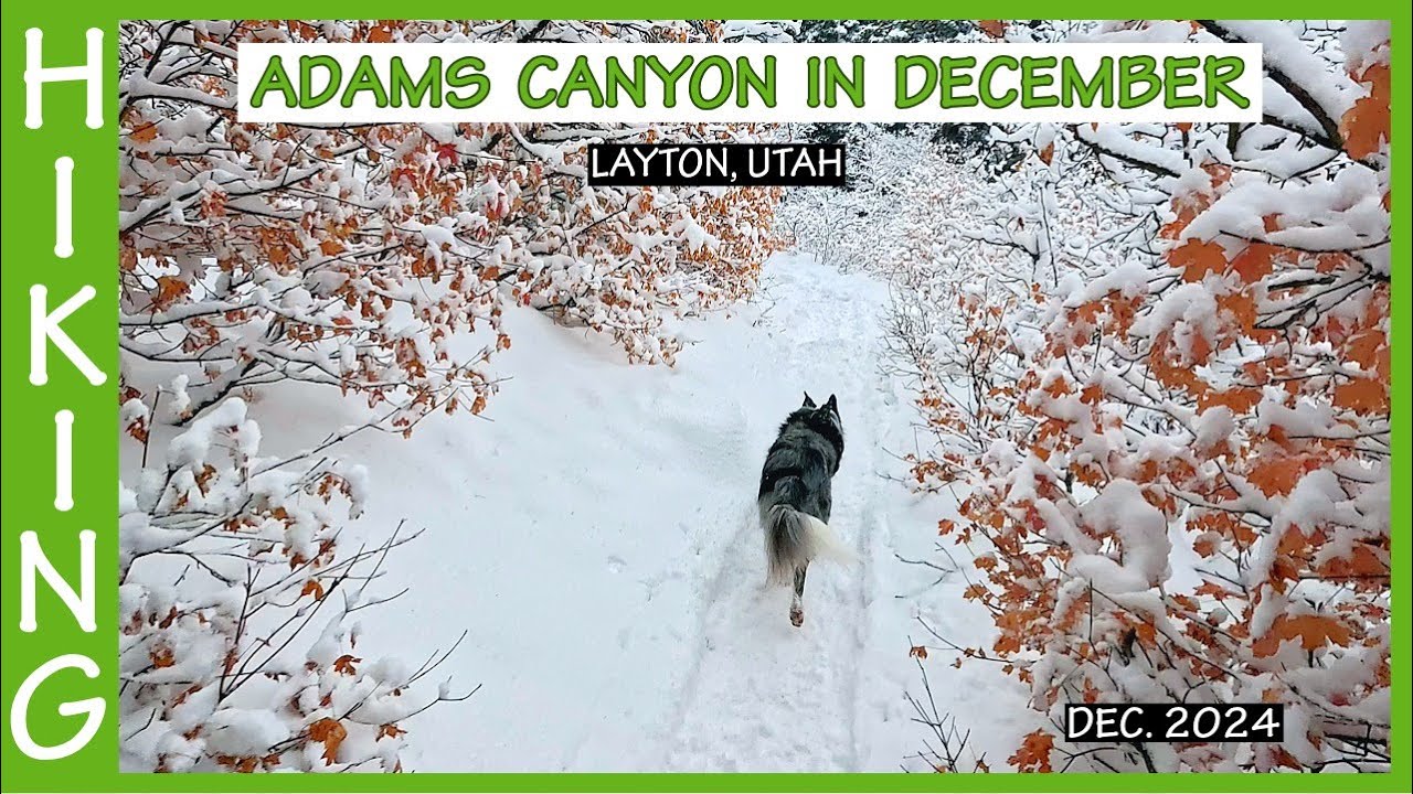 Hiking Adams Canyon (Layton, Utah) in the winter with our border-collie. Dec. 2024