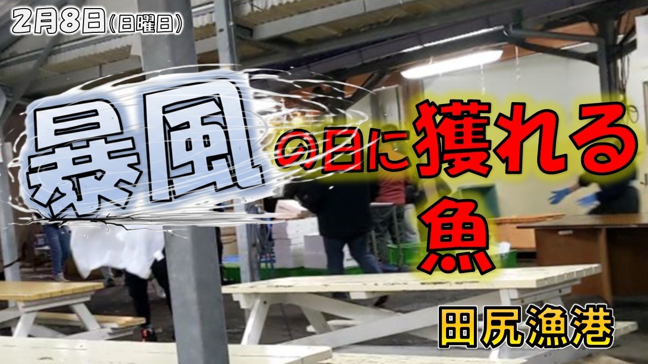 雪の予報が出てる日に市場は暴風でてんやわんや( ﾟДﾟ)！そんな市場でコスパ最強の安くておいしい魚を見つけました( *´艸｀)2月8日（日曜日）田尻漁港