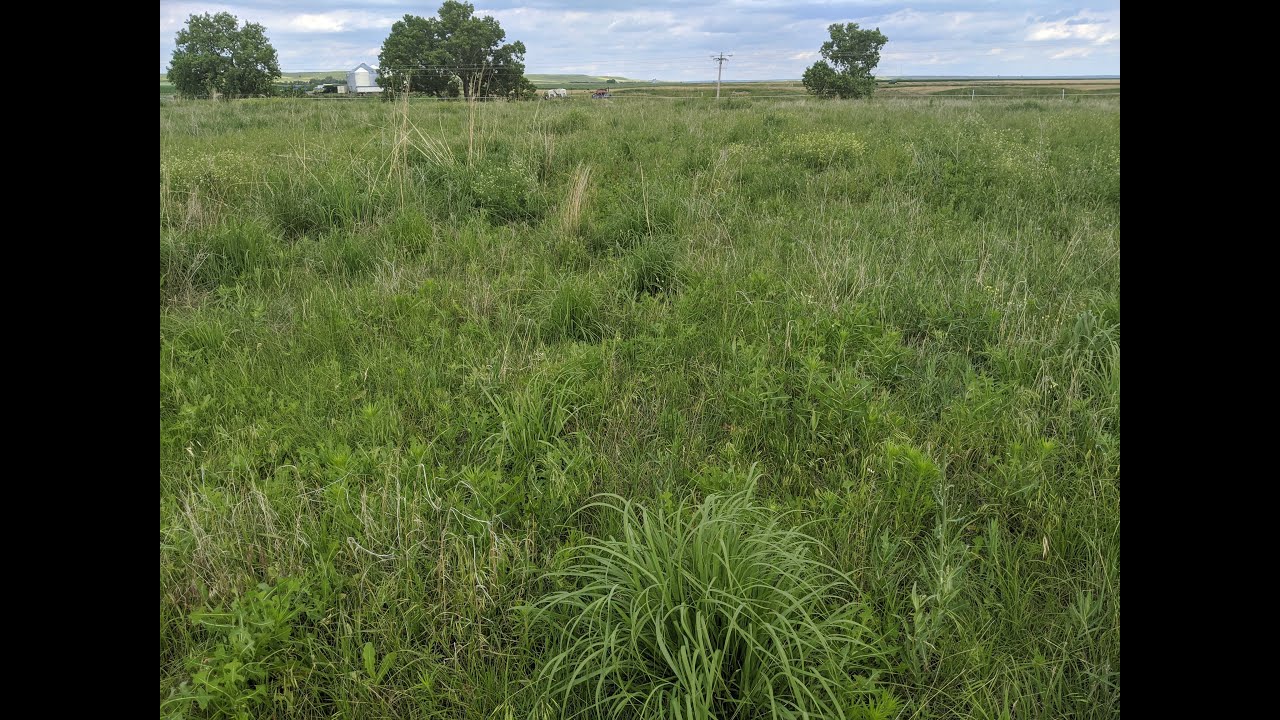 Pasture renovation at Dakota Lakes Research Farm