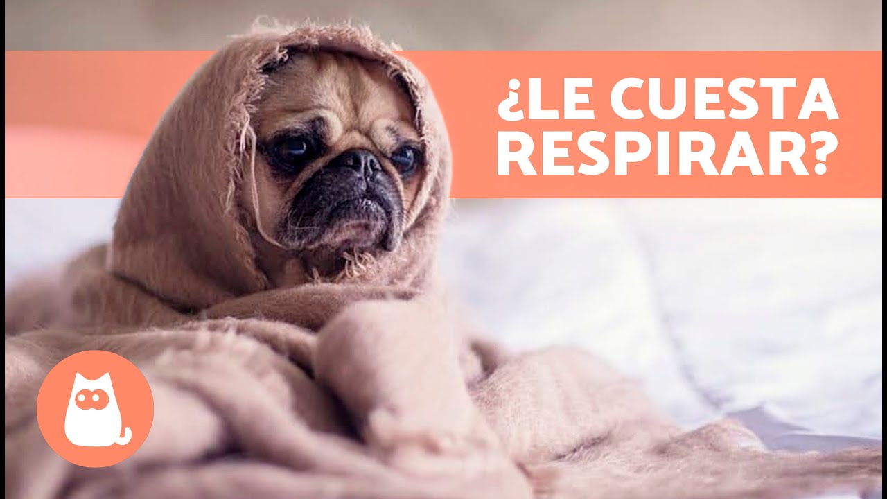 Mi PERRO tiene MOCOS y RESPIRA MAL 🐶💦 ¿Por qué y Qué hacer?