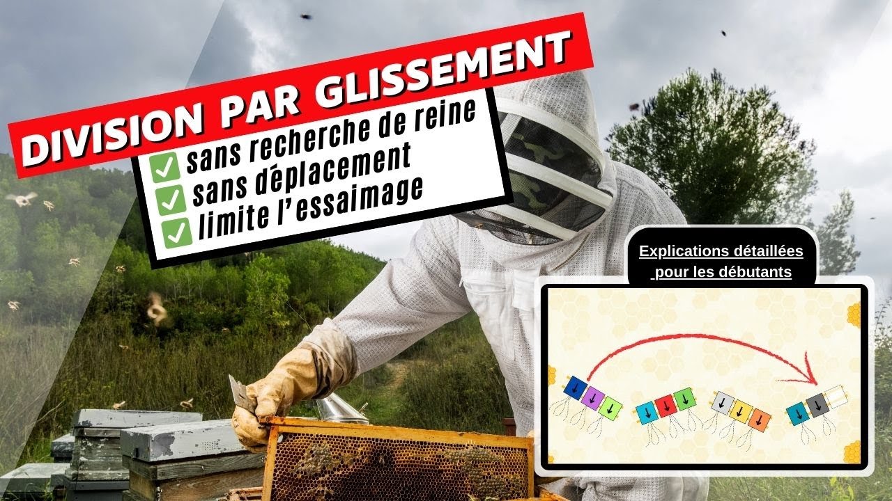 Créer un essaim par glissement : méthode simple pour multiplier ses colonies ou limiter l'essaimage