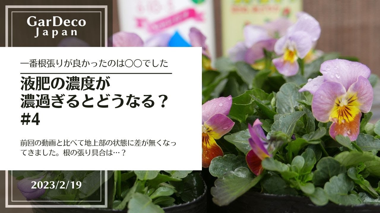 【根張りが一番良かったのは○○でした】液肥の濃度が濃過ぎるとどうなる？#4
